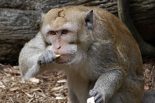 crab eating macaque